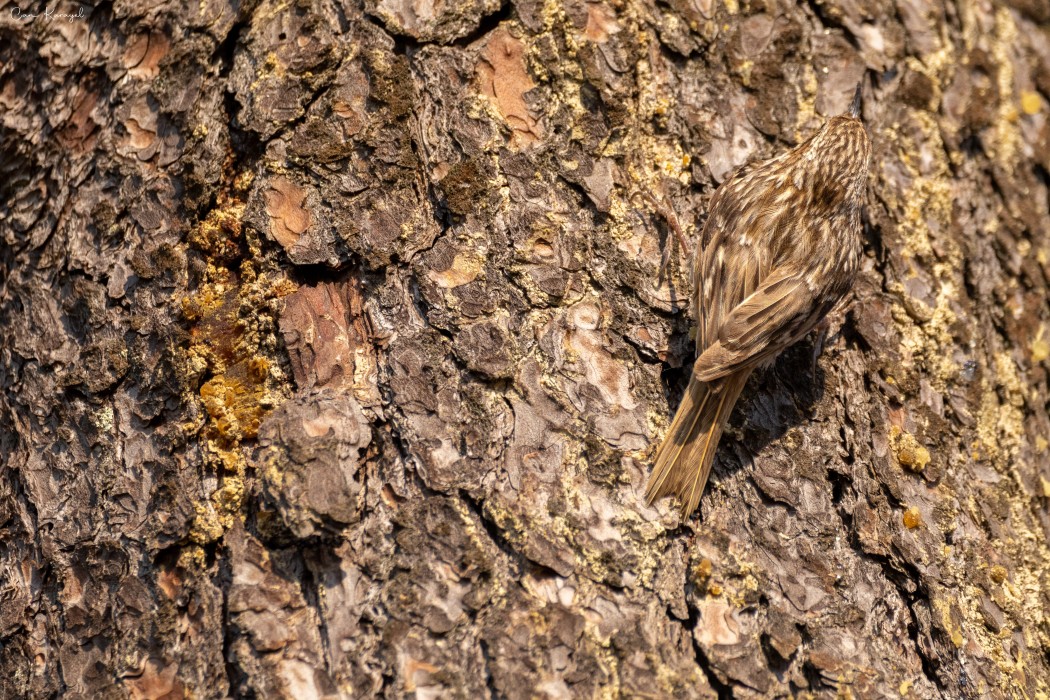 Short-toed Treecreeper