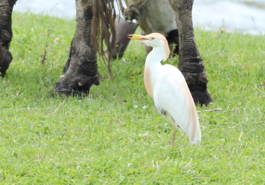Western Cattle Egret