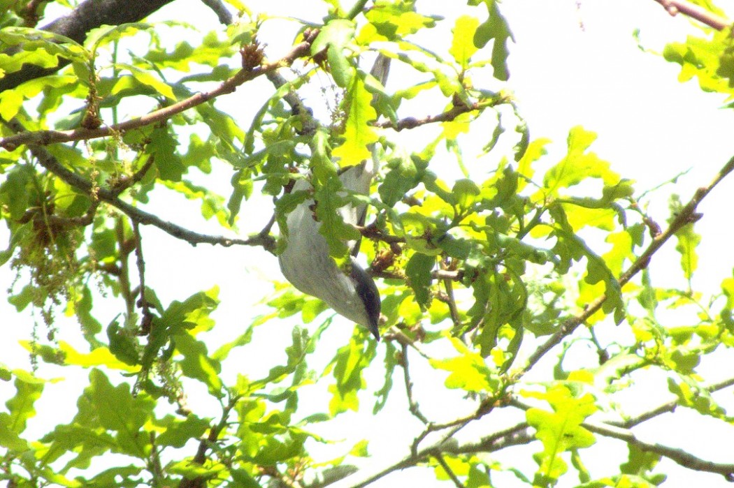 Lesser Whitethroat