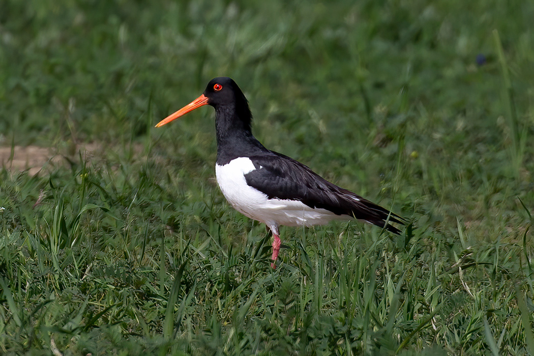 Eurasian Oystercatcher