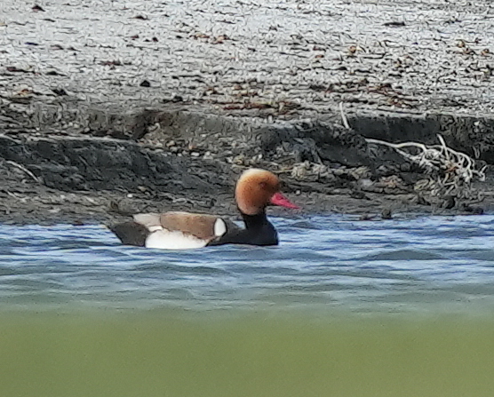 Red-crested Pochard