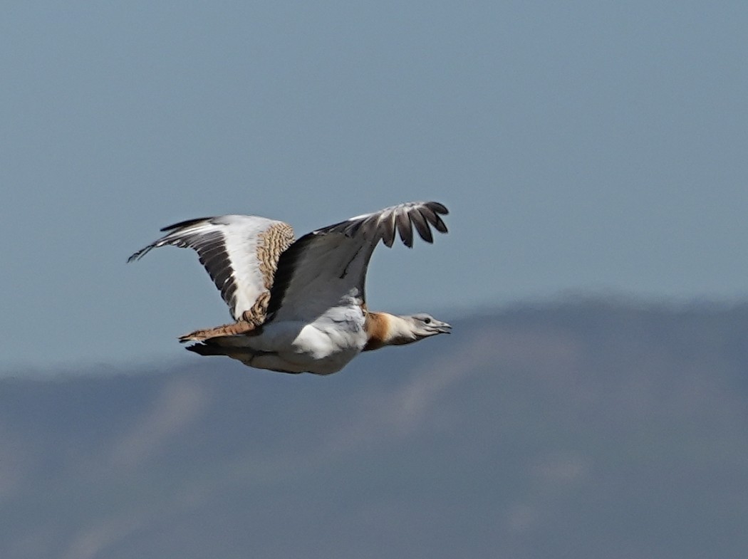 Great Bustard