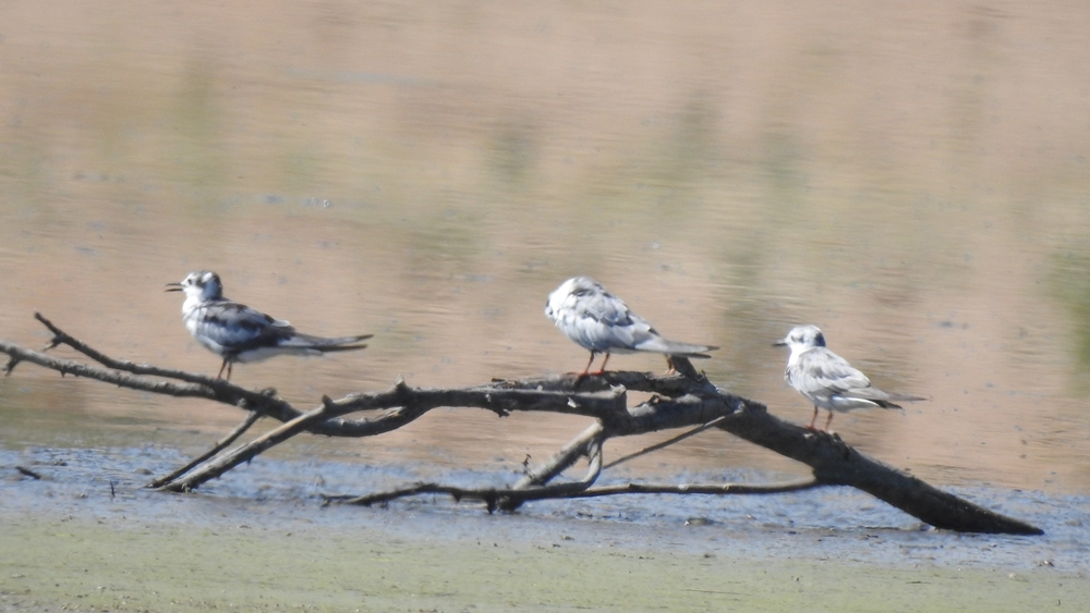 White-winged Tern