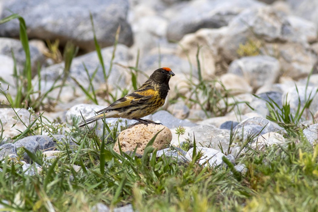 Red-fronted Serin