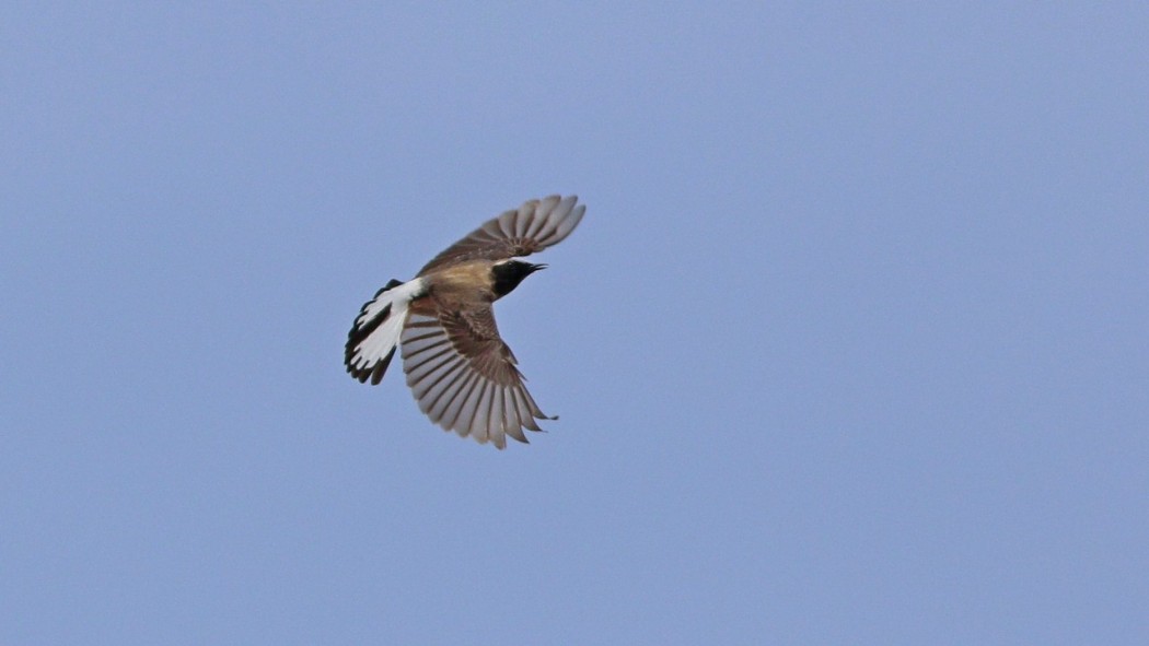 Black-eared Wheatear