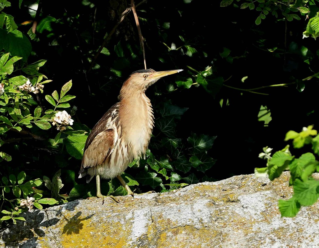 Little Bittern