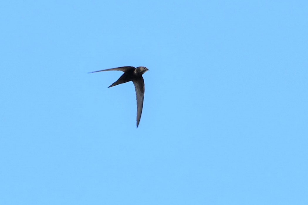 Common Swift