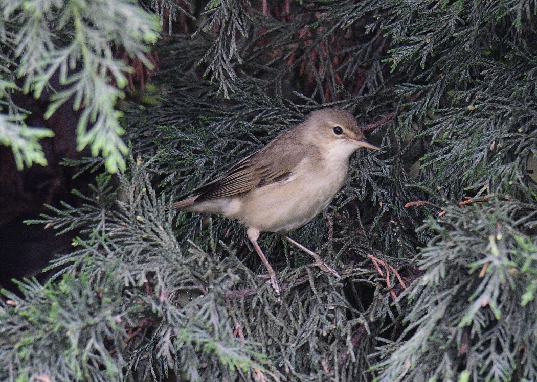 Marsh Warbler