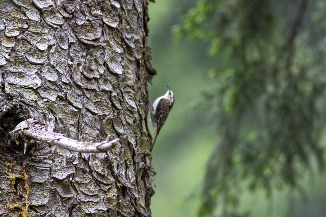 Eurasian Treecreeper