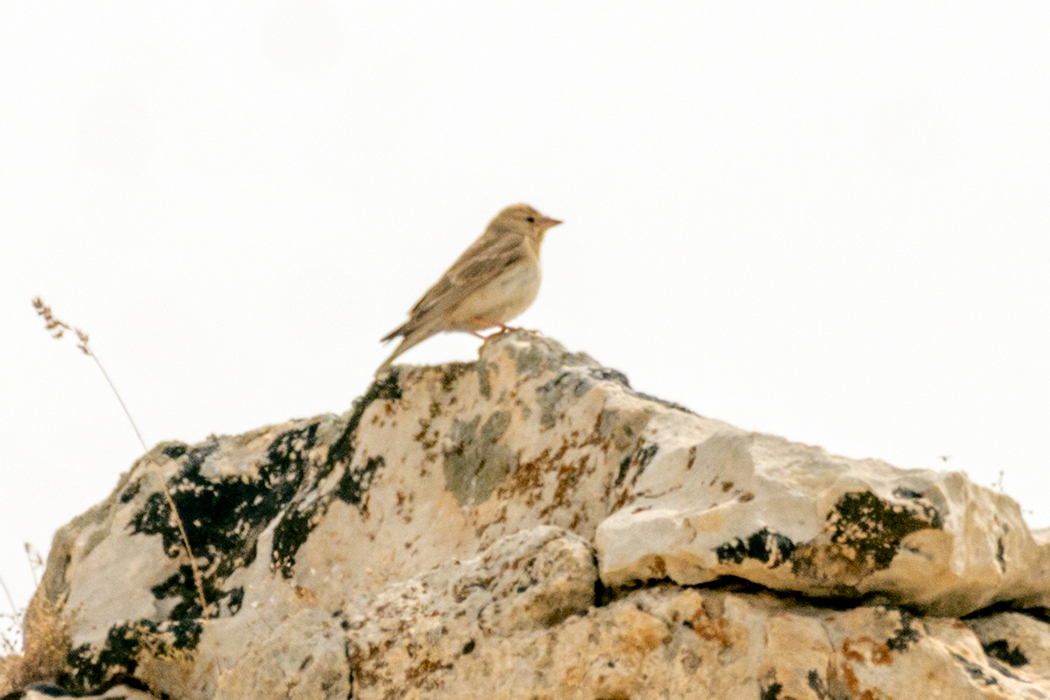 Pale Rockfinch