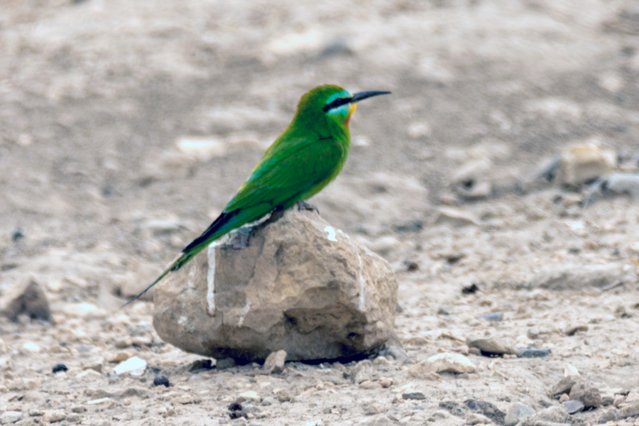 Blue-cheeked Bee-eater