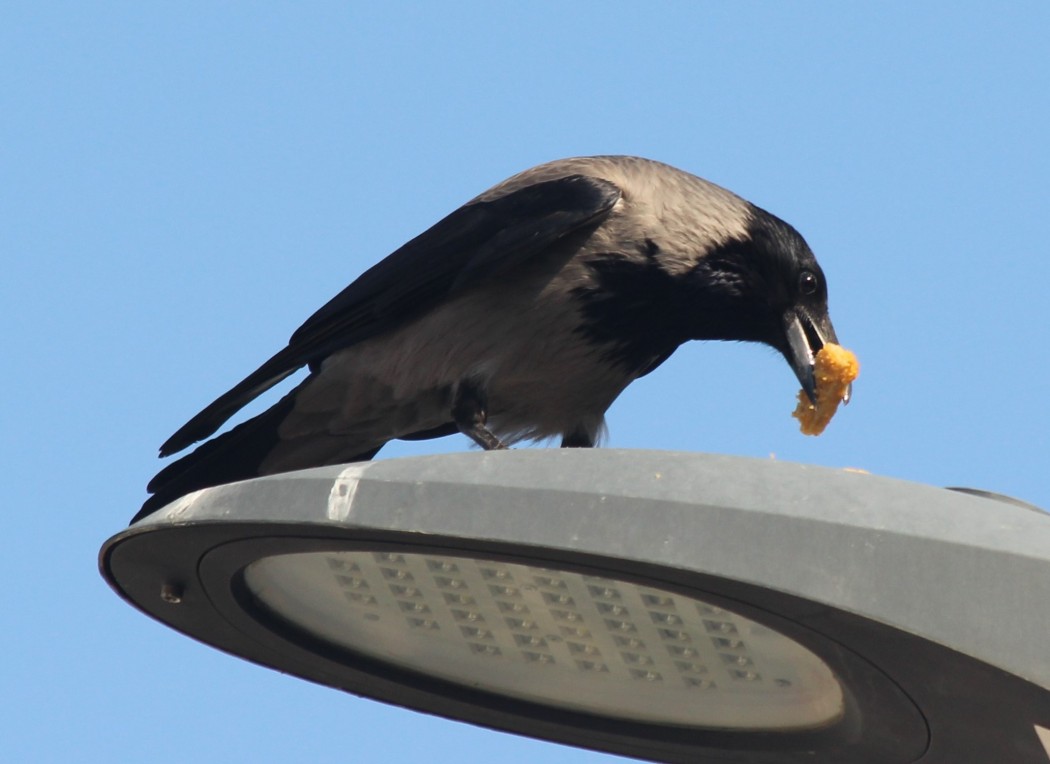 Hooded Crow