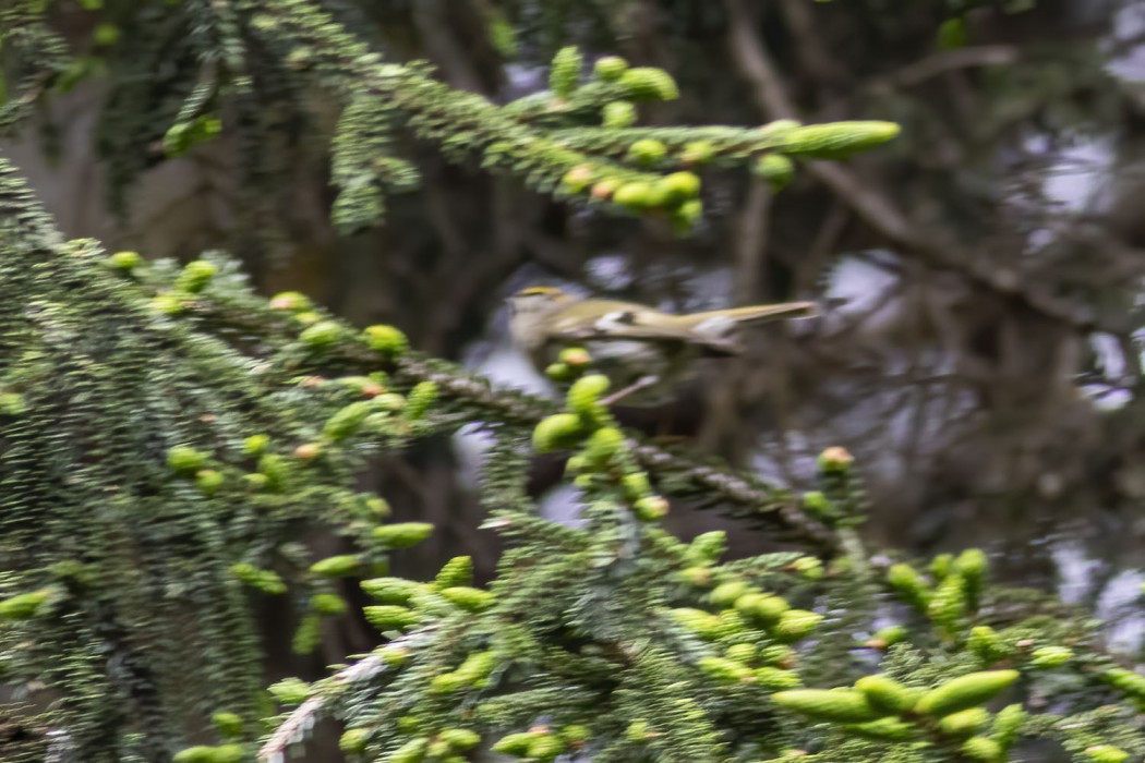 Goldcrest