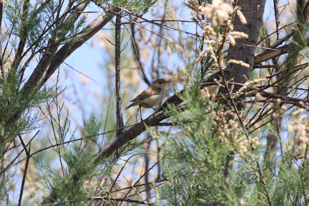 Marsh Warbler