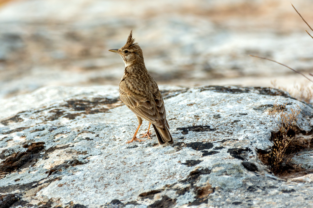 Crested Lark