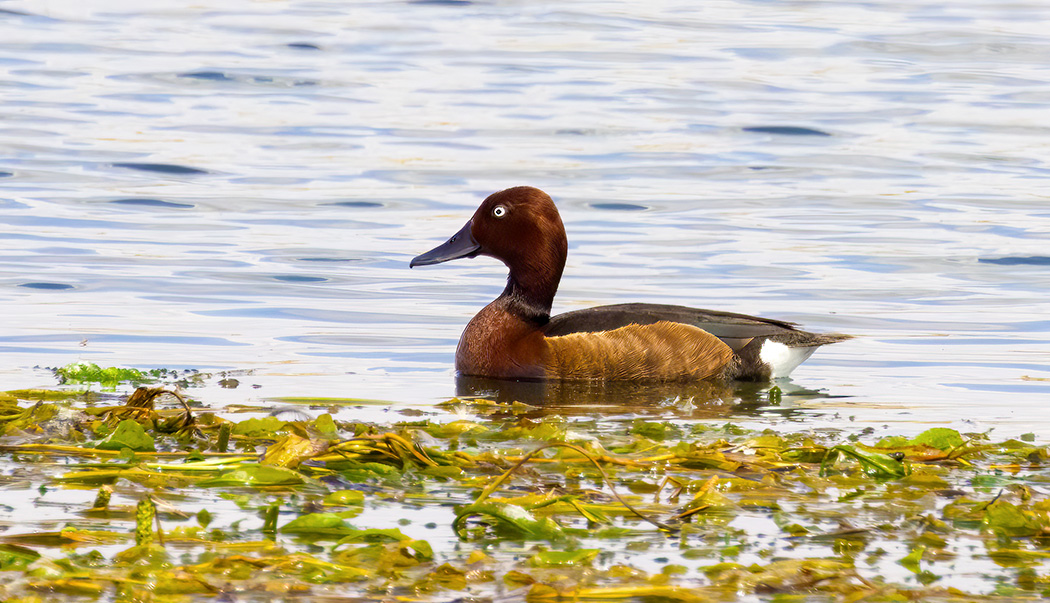 Ferruginous Duck