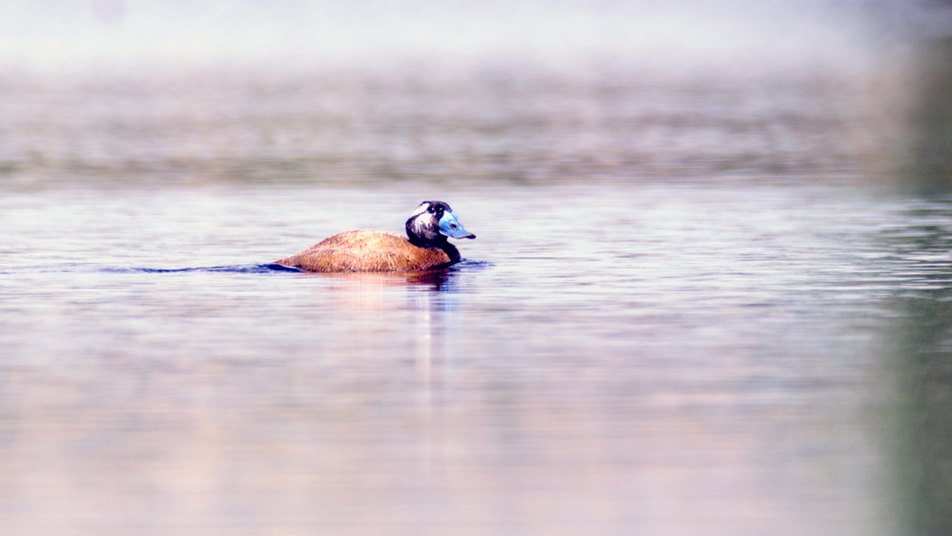 White-headed Duck