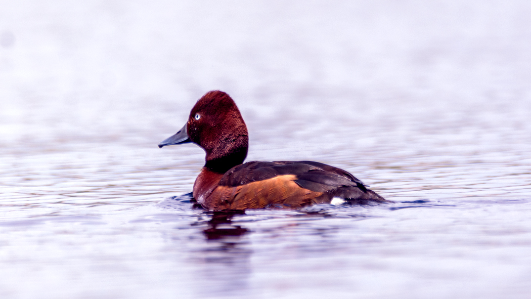 Ferruginous Duck