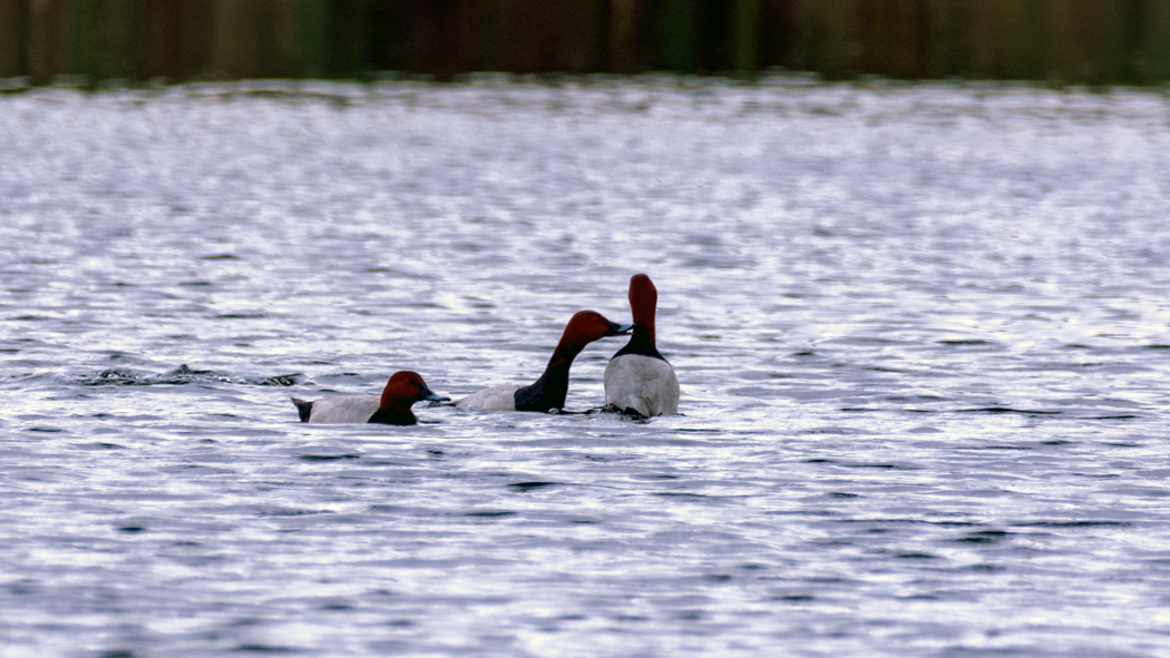 Common Pochard