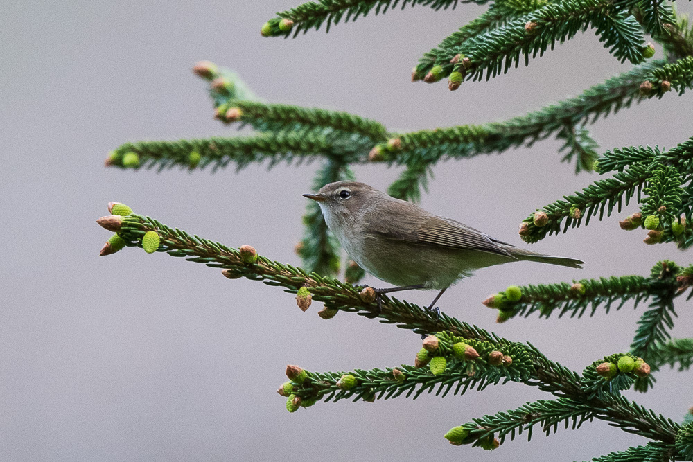 Mountain Chiffchaff