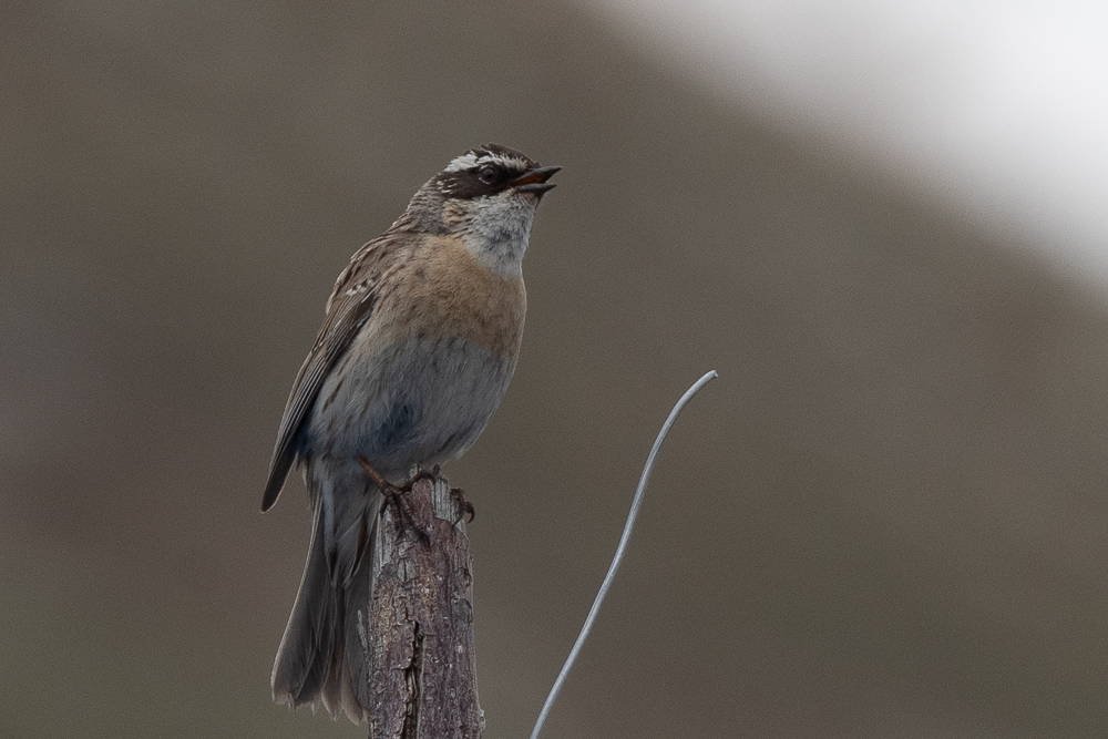 Radde`s Accentor