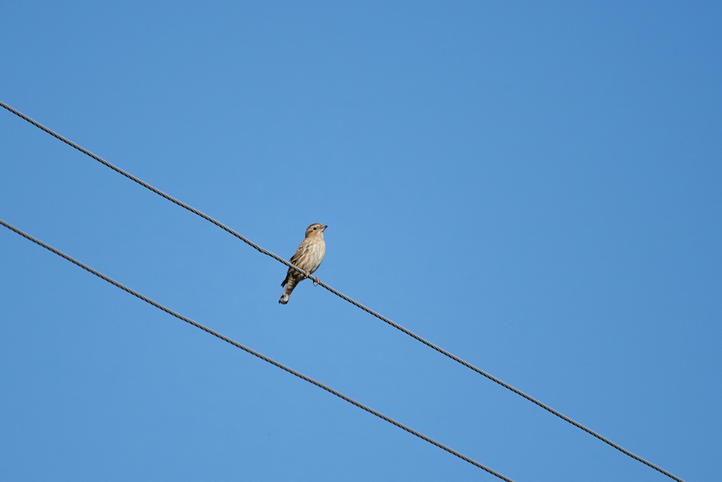 Rock Sparrow