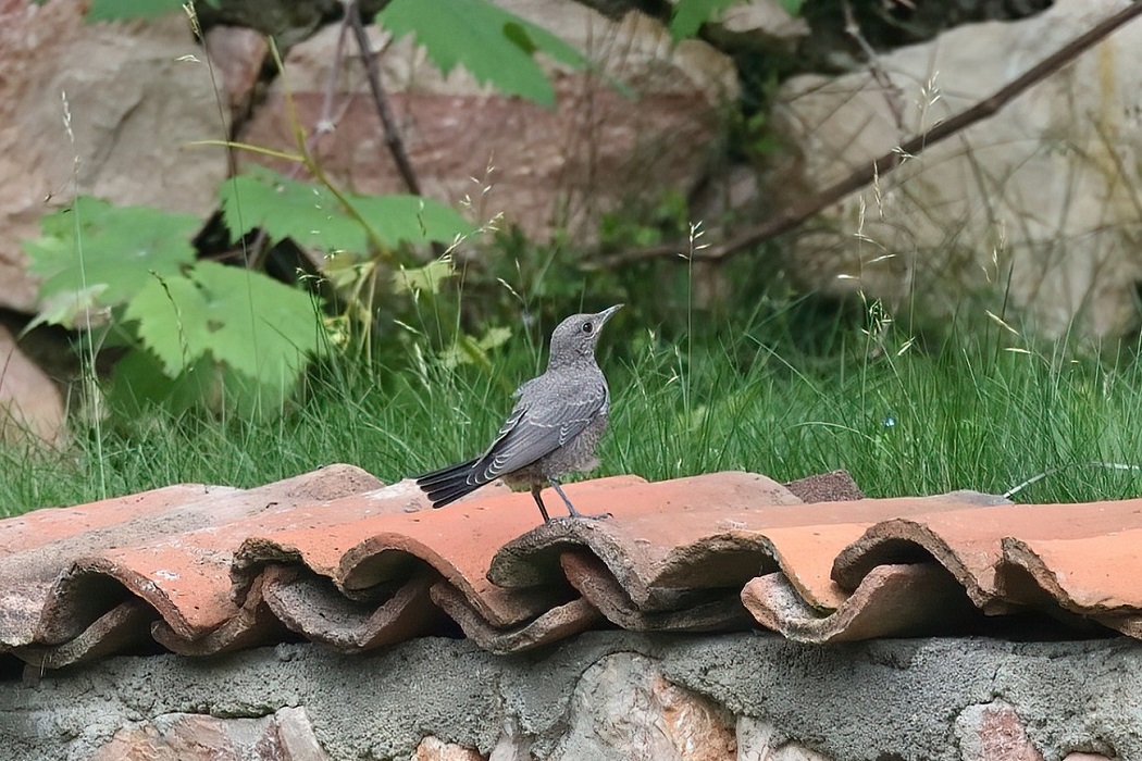 Blue Rock Thrush