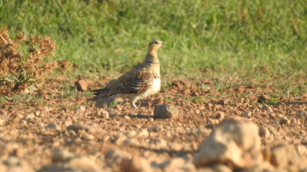 Pin-tailed Sandgrouse