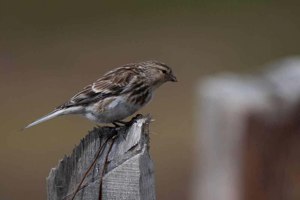 Twite