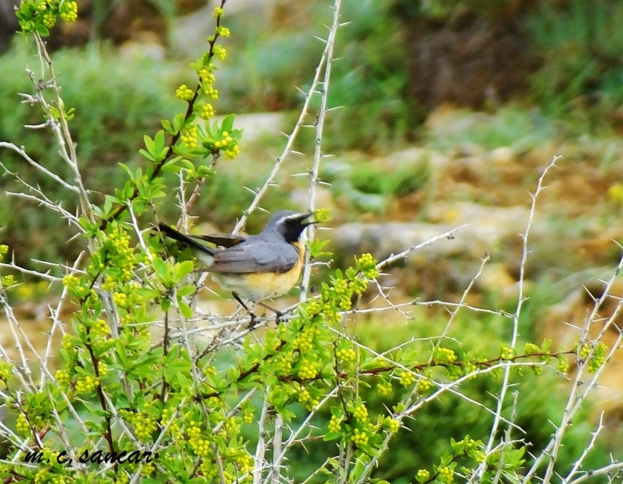 White-throated Robin