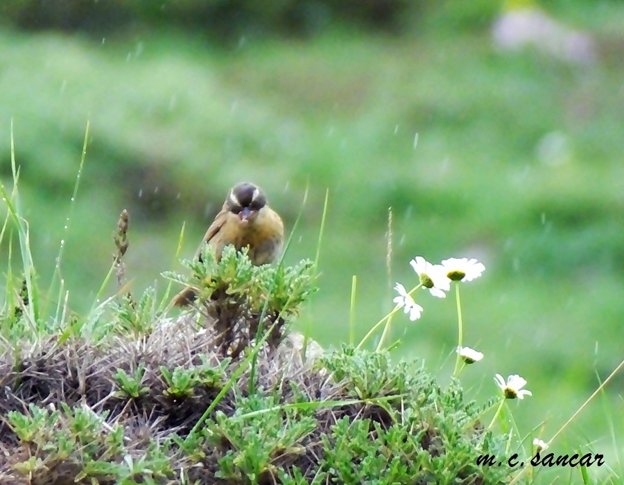 Radde`s Accentor