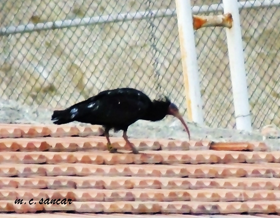 Northern Bald Ibis
