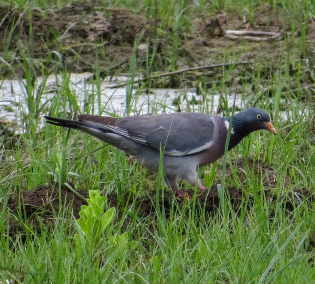 Common Wood Pigeon