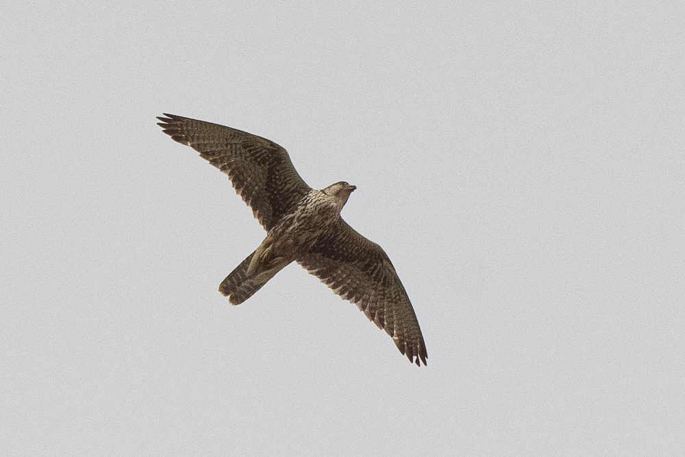 Saker Falcon