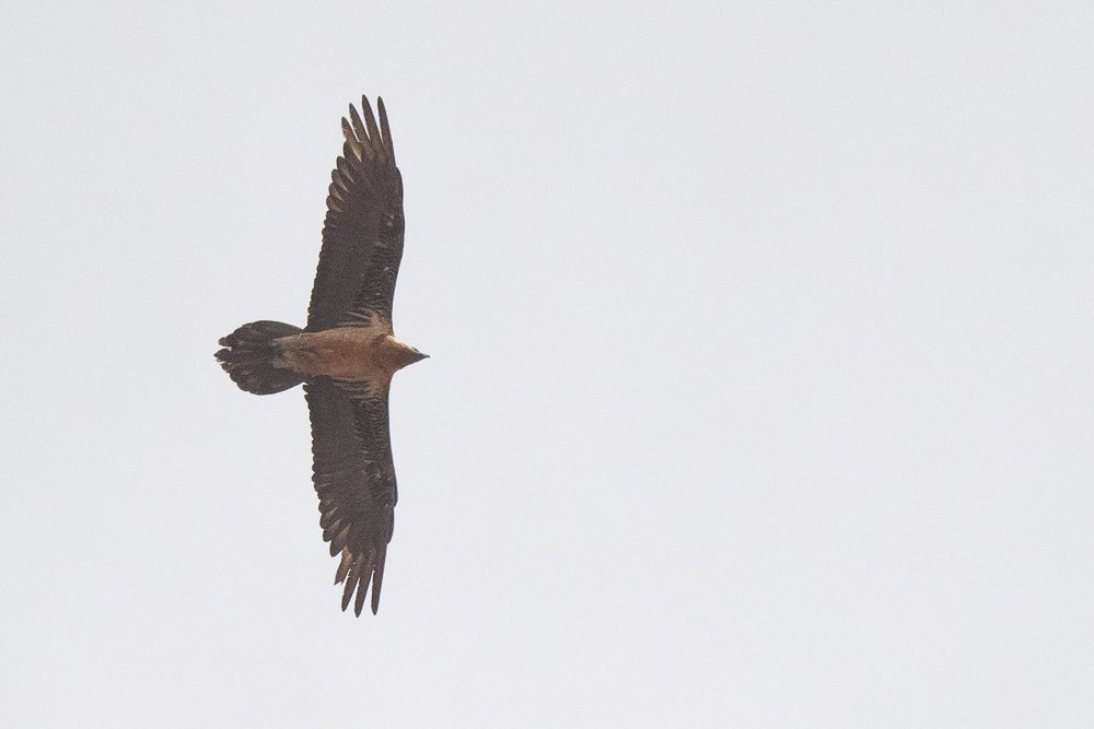 Bearded Vulture