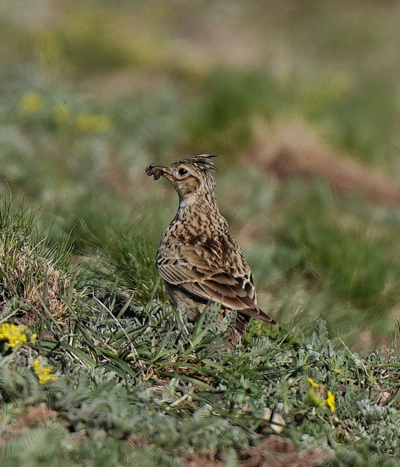 Eurasian Skylark