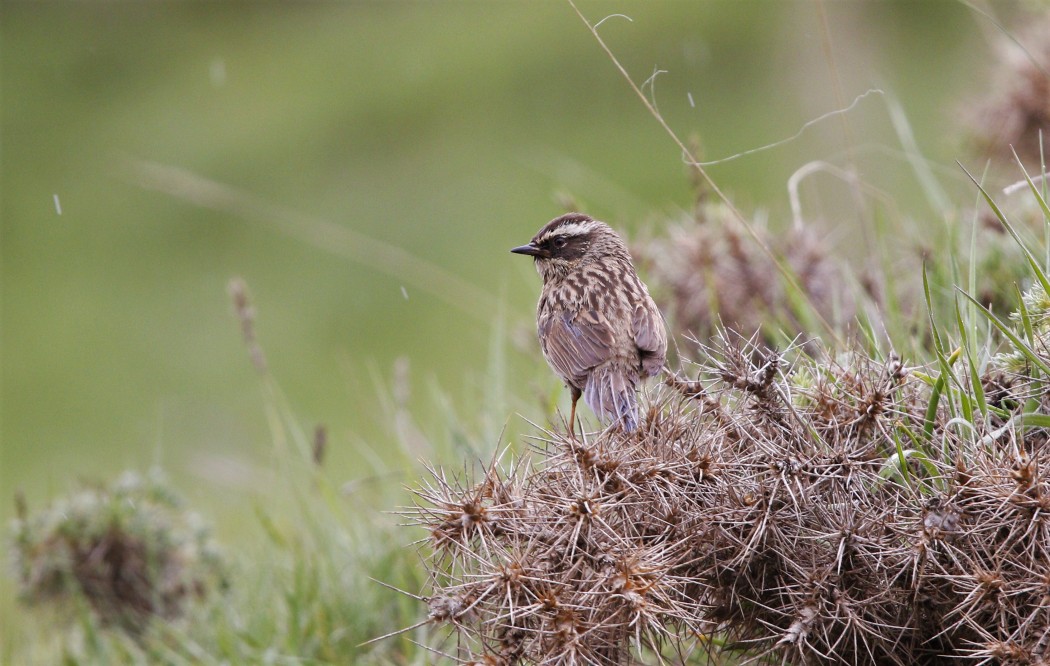 Radde`s Accentor