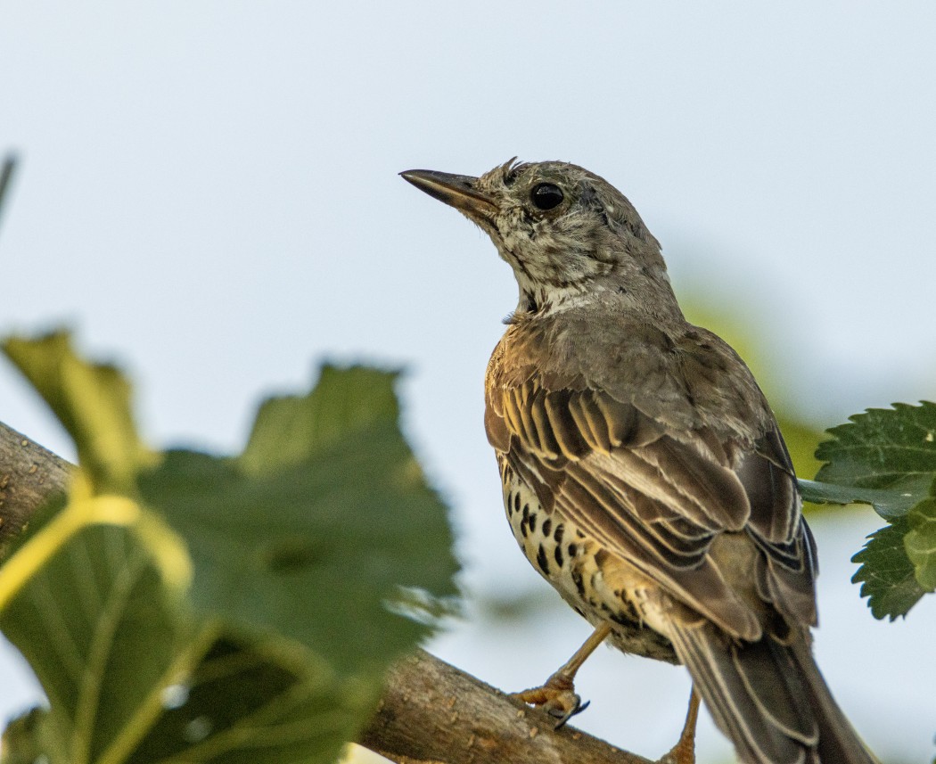 Mistle Thrush