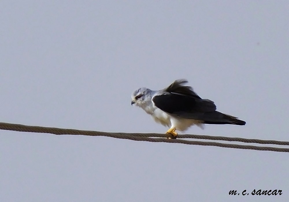 Black-winged Kite