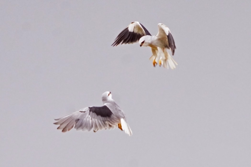 Black-winged Kite