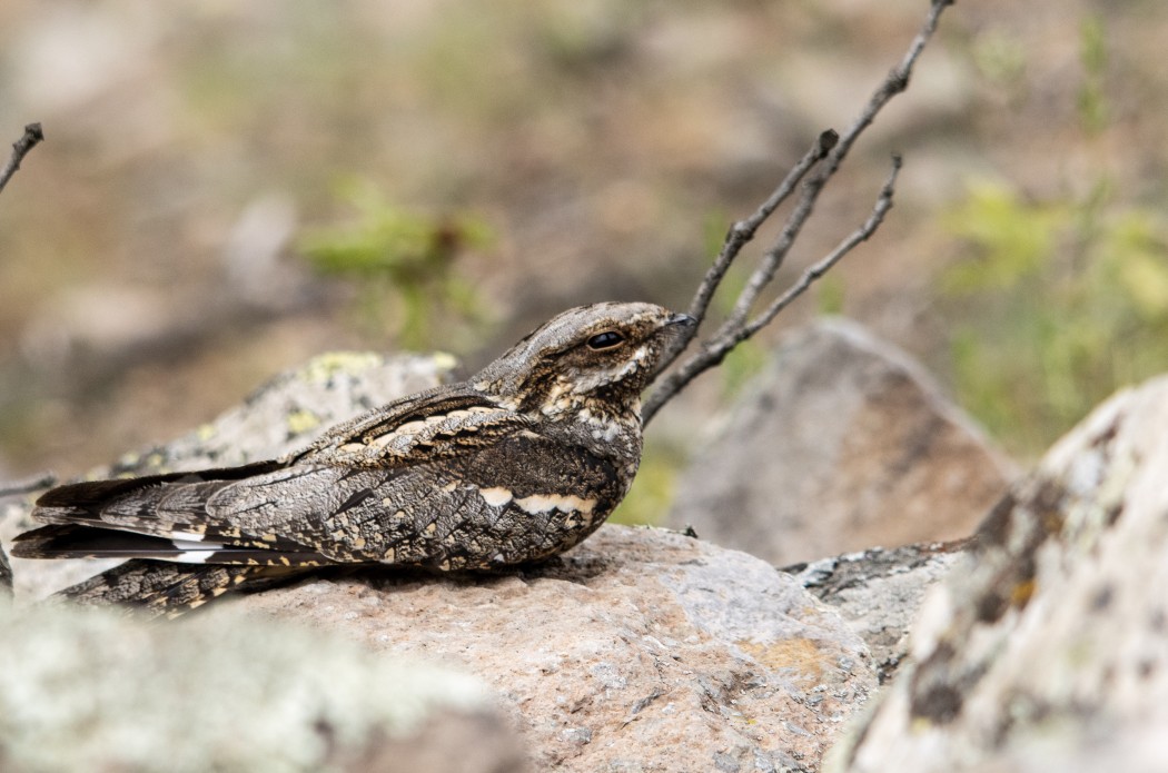 European Nightjar