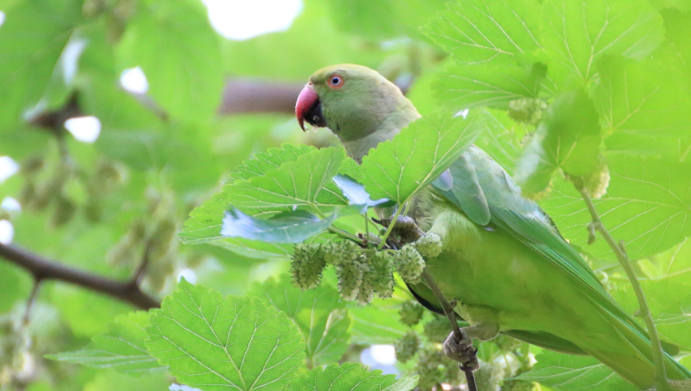 Rose-ringed Parakeet
