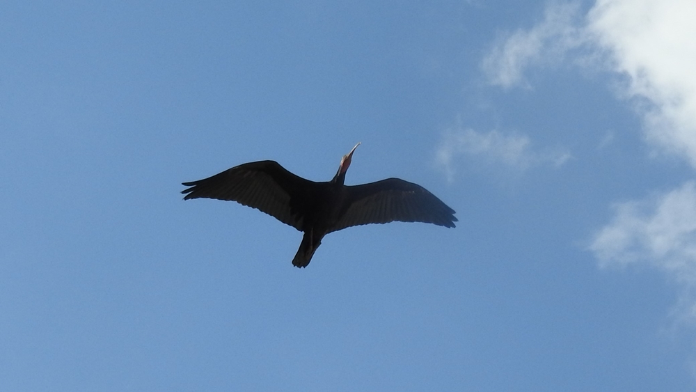 Northern Bald Ibis