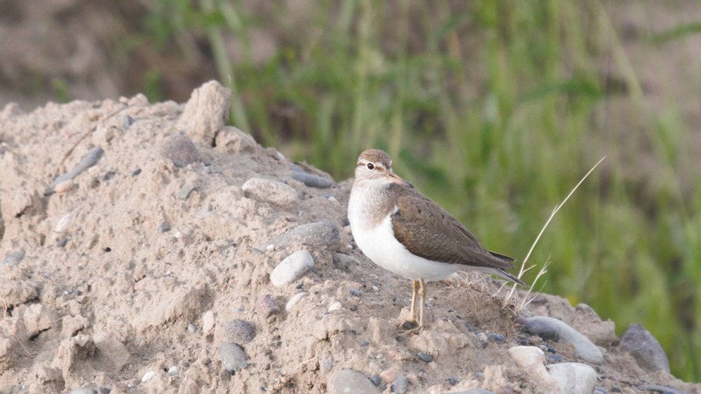 Common Sandpiper