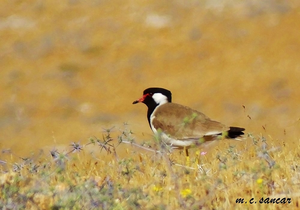 Red-wattled Lapwing