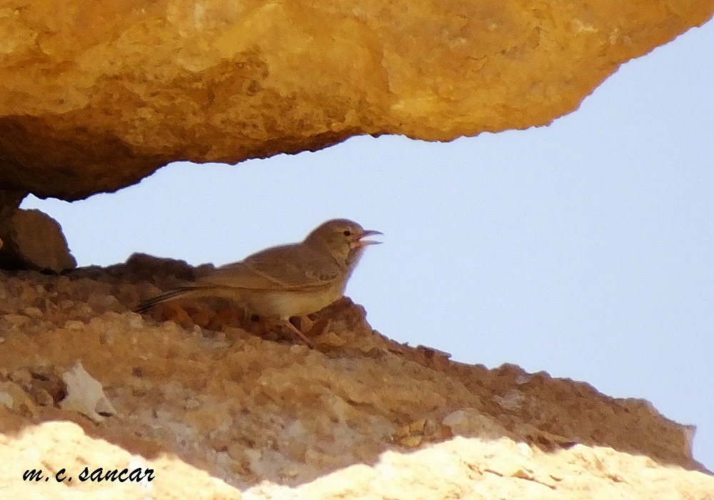 Desert Lark