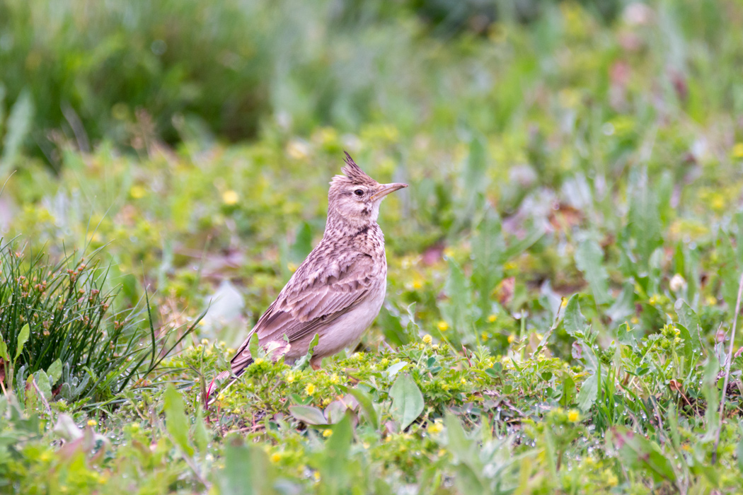 Crested Lark