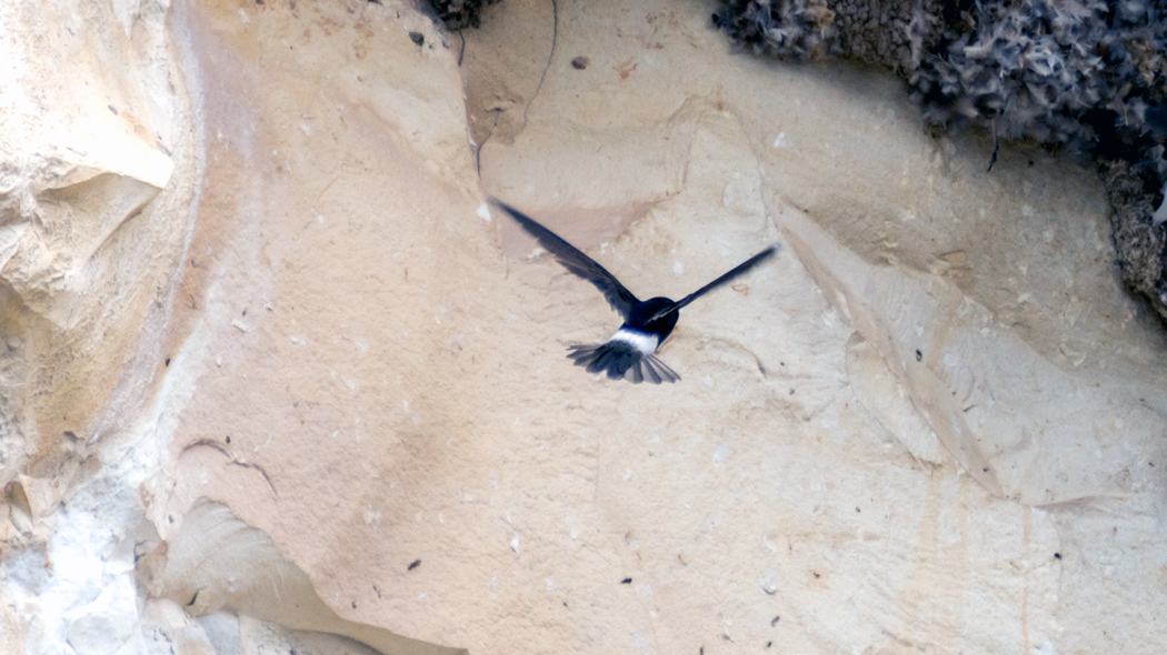 Little Swift