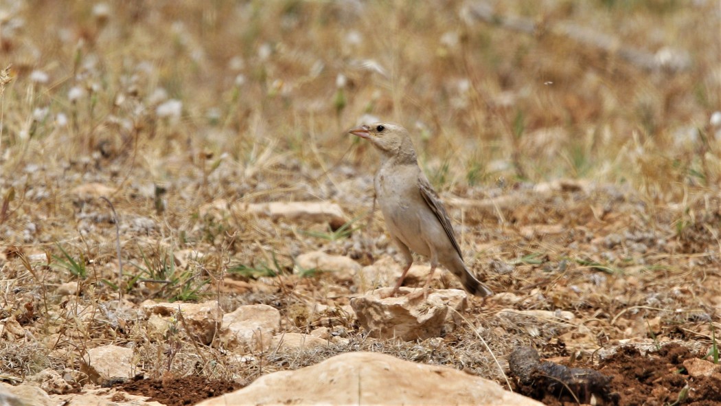Pale Rockfinch