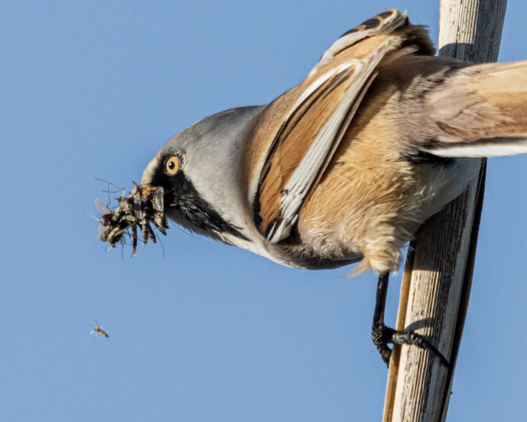 Bearded Reedling